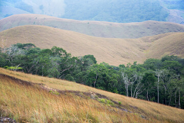 Obraz premium Gabon wildlife