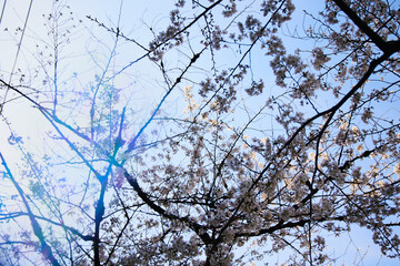 春 桜 虹