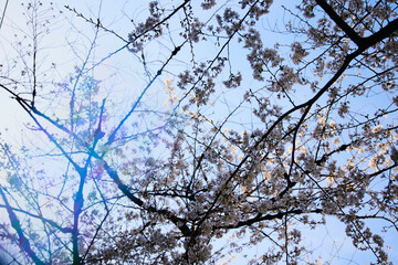 春 桜 虹