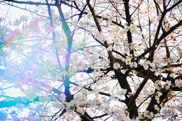 春 桜 虹
