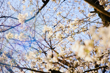 春 桜 虹