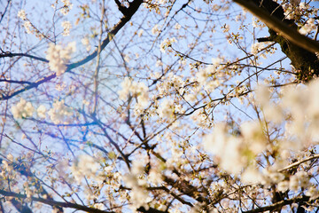 春 桜 虹
