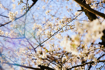 春 桜 虹