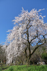 大石寺の桜　京都市山科区