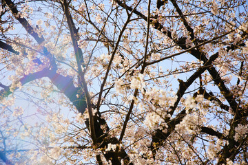 春 桜 虹