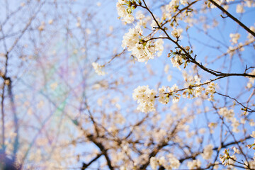 春 桜 虹
