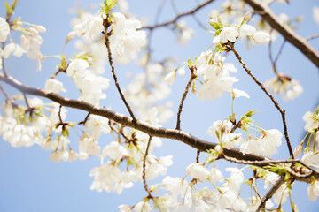 春 桜 虹