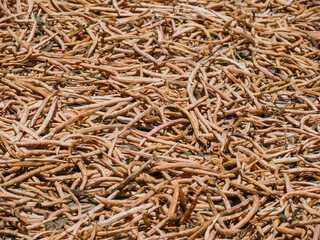 bean pods A pile of dry harvested bean pods prepared for processing.