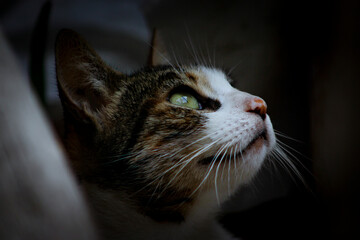 gato mirando el cielo 2