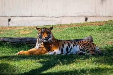 TIGRE DE BENGALA