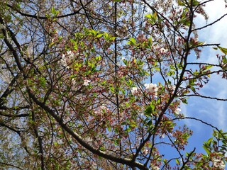 Japanese's famous cherry blossom or Sakura at spring time