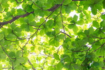 Fototapeta na wymiar fresh green spring leaves background