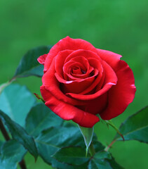 Art photo rose petals isolated on the natural blurred background. Rose flower Closeup. For design, texture, background. Nature.