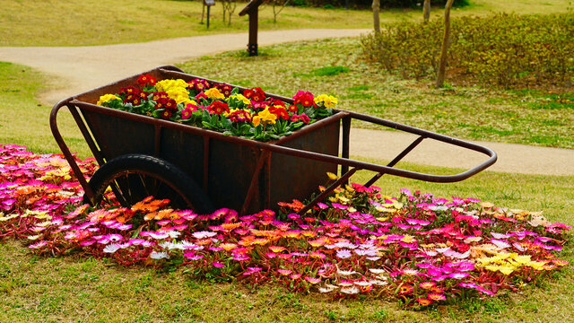 A Wheelbarrow And Spring Flowers