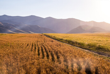 Fototapeta premium Sunset over a road and wheatfield in southern Idaho, USA