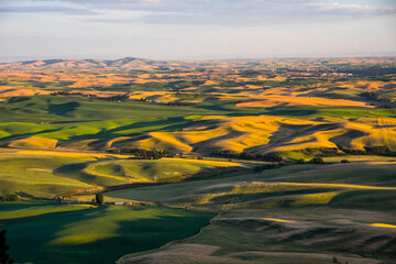 Palouse wheatfields from the summit of Kamiak Butte, near Pullman, Washington, USA