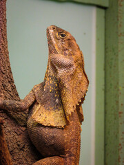 The Australian Frilled Lizard or Frilly is an arboreal animal endemic to Australia. It gets its...