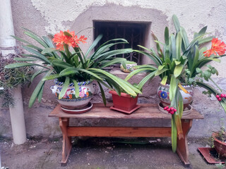 Clivias en flor en macetas de cerámica sobre un banco de madera