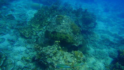 Fototapeta na wymiar scuba diver and reef