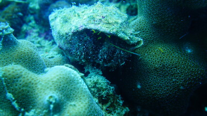 coral reef with fish