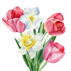 Bouquet flowers, tulips and daffodils on isolated white background, watercolor botanical illustration, greeting card