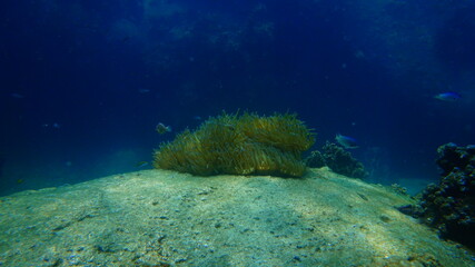 coral reef and diver