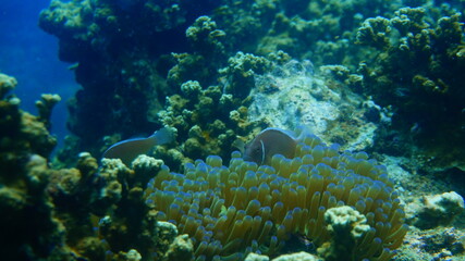 coral reef with fish