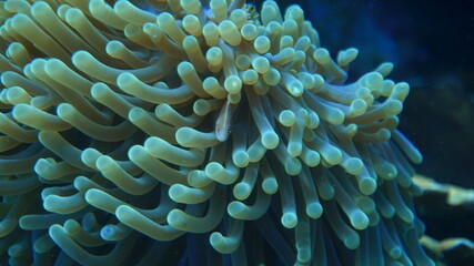 Fototapeta na wymiar red sea anemone