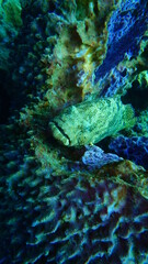 Obraz premium fish in aquarium