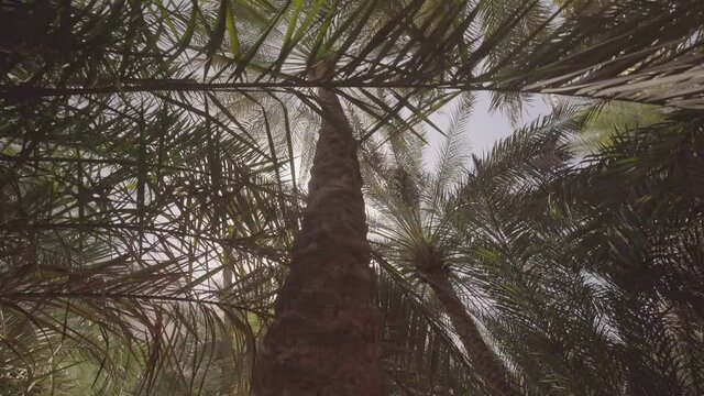 Sun peeking through the palm trees at the Wadi Tiwi Oasis, in Oman - Wide Low angle slide shot