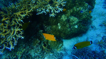 coral reef and fish