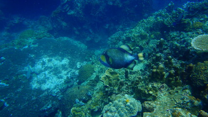 Naklejka premium school of fish