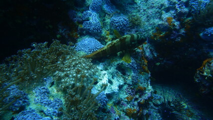 coral reef and diver