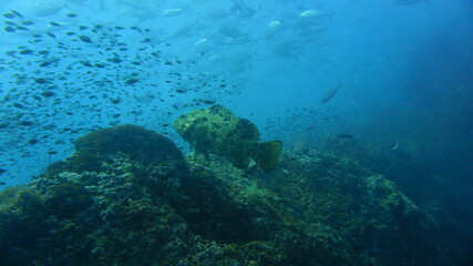 Obraz na płótnie Canvas scuba diver and coral reef