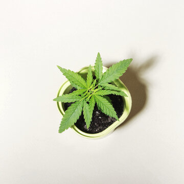 Young Cannabis Bush Seedling In Pot, Top View Concept Of Growing Marijuana At Home