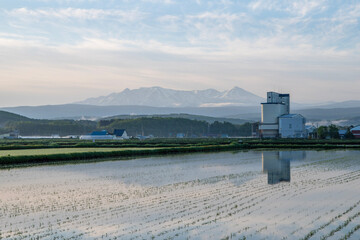 春の当麻町の朝 大雪山が映る田んぼの風景
