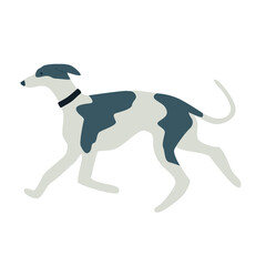 Greyhound dog Flat vector illustration