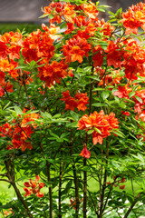 Naklejka premium Beautiful bright orange-red rhododendron flowers in the park.