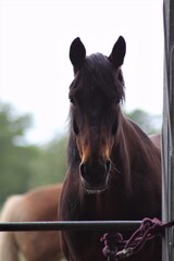 Portrait of a brown horse standing on a sandy paddock