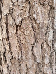 Obraz premium wood texture