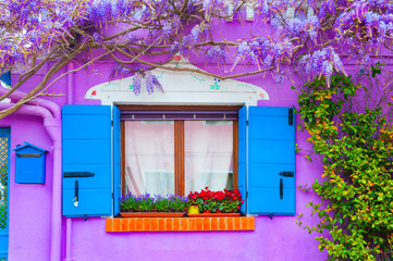 Fototapeta na wymiar Window and violet flowers on the violet painted facade of the house. Colorful architecture in Burano island, Venice, Italy.