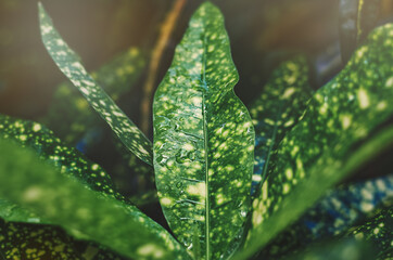 green leaves of dieffenbachia in summer in the greenhouse