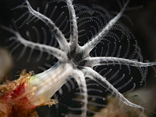 Super close up photography of a coral polyp