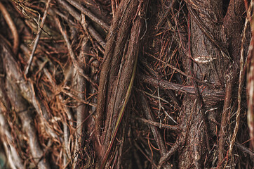 a tree with brown roots