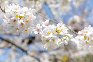 Sakura Cherry Blossom