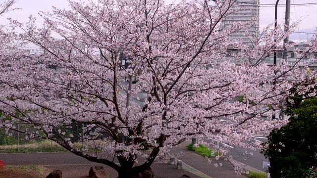 朝の桜と自動車の走る風景 日本の春のイメージ