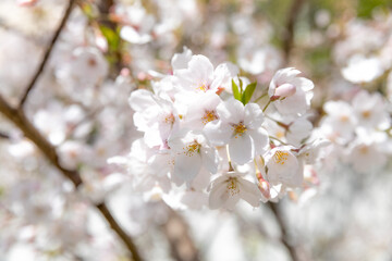 Sakura Cherry Blossom