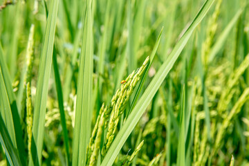 Ear of rice See in the field, focus selective.