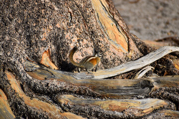 Cute chipmunk with bushy tail running around tree in forest