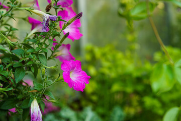 Naklejka premium Close Up of Beautiful pink Petunia flowers in a pot in the garden with sunlight.